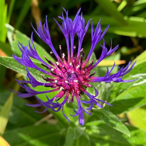 Centaurea Montana Perennial Cornflower Uploaded By Carolecuttingitfine