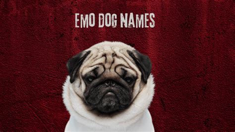 220 Emo Names for Dogs (with Meanings) - Petsyclopedia News