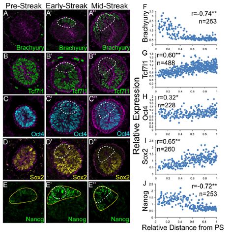 Dynamic Expression Of Pluripotency Gene Regulatory Network Components