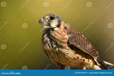 Falconry Female American Kestrel Stock Photo Image Of River Raptors