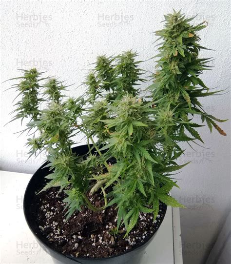 Bcn Power Plant Feminized Seeds For Sale Herbies