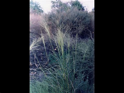 Find Plants Alkali Sacaton Grass