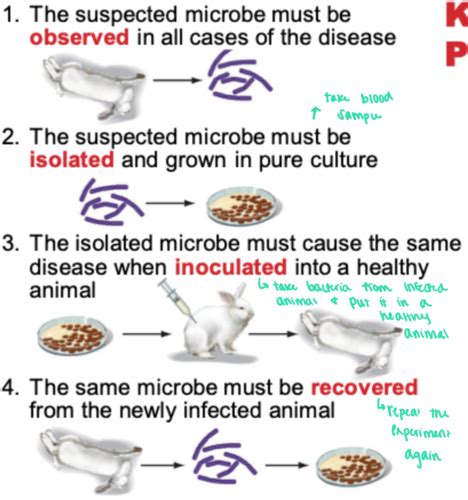 Microbial Pathogenesis I Flashcards Quizlet