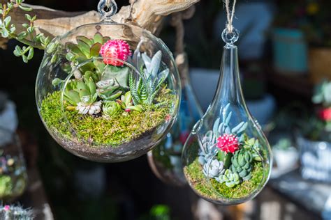 Les R Gles Pour Un Terrarium R Ussi D Tente Jardin