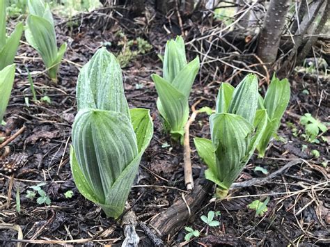 False Hellebore Colorados Wildflowers