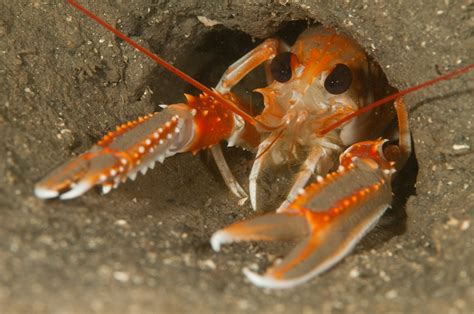 Nephrops Norvegicus