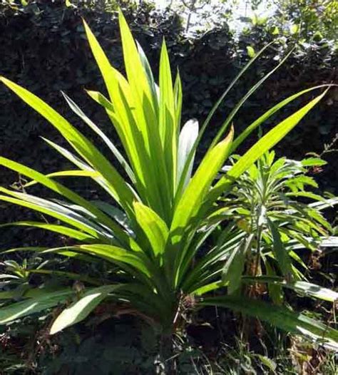 Pandanus Amaryllifolius Leaves Powder Basmati Plant Sidhara Betta