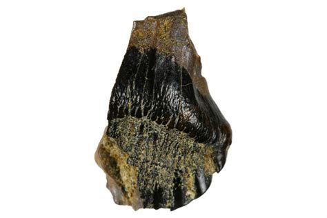 .36" Fossil Nodosaur Tooth - Judith River Formation (#173474) For Sale ...