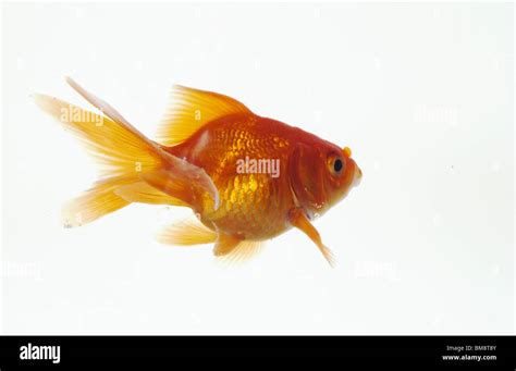 Goldfish, white background Stock Photo - Alamy