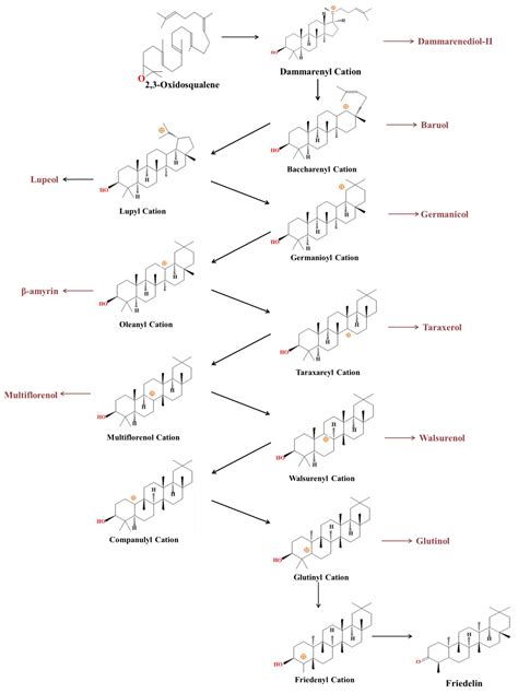 Molecules Free Full Text Friedelin Structure Biosynthesis