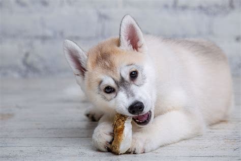 Rawhide Alert! Don't give your dog Rawhide dog treats or chews ...