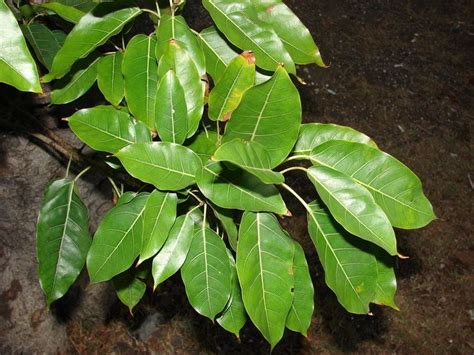 Ficus Nota Alchetron The Free Social Encyclopedia