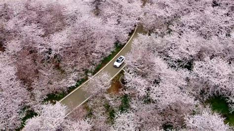 Colorful flowers in full bloom in China herald early spring arrival - CGTN