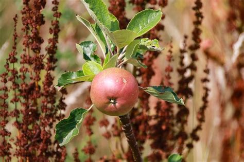 Premium Photo Apples Growing On A Tree In Summer Time With Green