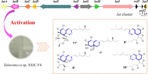 Activation Of A Silent Gene Cluster From The Endophytic Fungus