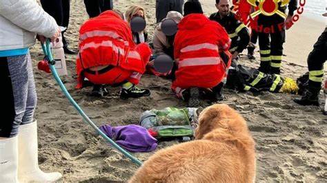 Viareggio In Darsena Si Getta Tra Le Onde Per Salvare Il Cane Doppio