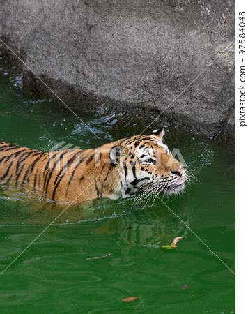 Siberian Tiger Swimming