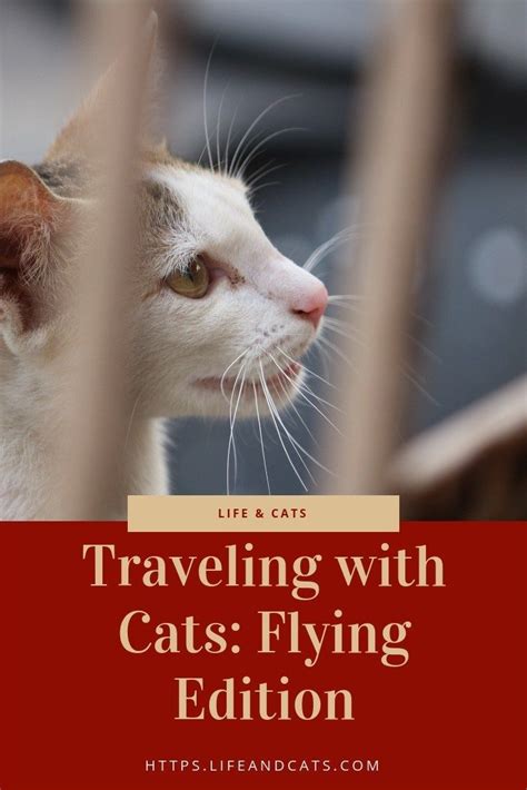 Tips For Successfully Flying With Cats Prepare Ahead And Make Your