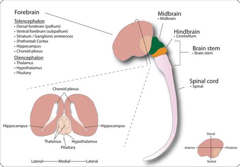 Schematic overview of the currently available brain organoid models ...