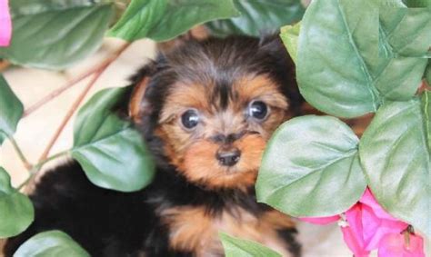 Akc Yorkie Puppies for Adoption.