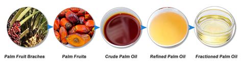 Palm Oil Production Process: A Step-by-Step Guide