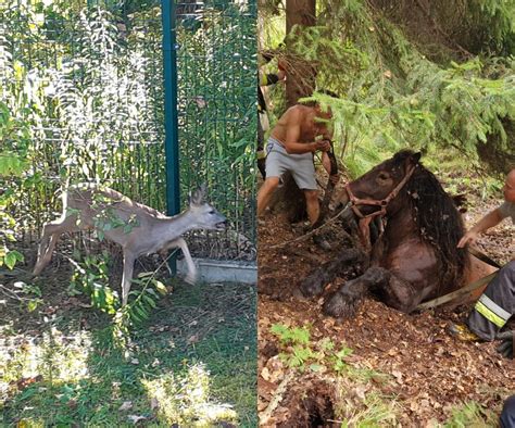 Strażacy z gminy Dywity uratowali stado koni a strażnicy miejscy z