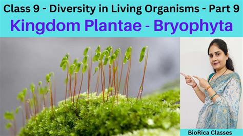 Class 9 Chapter 3 Diversity In Living Organism Part 9 Kingdom Plantae Division