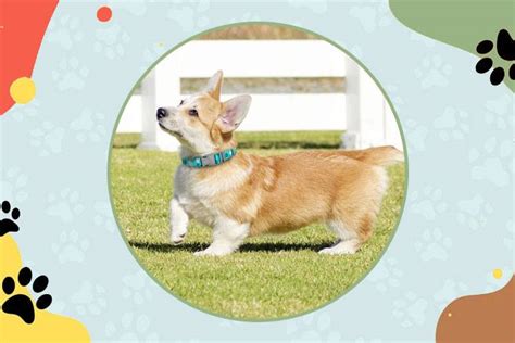 25+ Friendly Short-Legged Dog Breeds (With Pictures) 2024