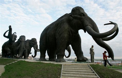 Cloning Siberian Mammoth a Possibility | The Weather Channel