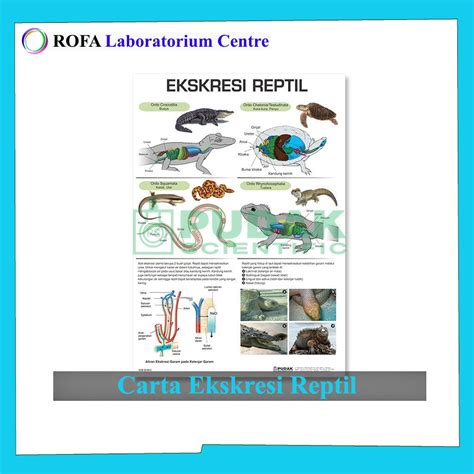 Jual Carta Ekskresi Reptil Carta Biologi Carta IPA Shopee Indonesia