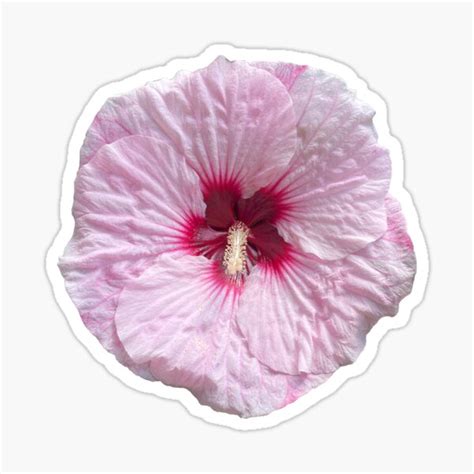 Light Pink Hibiscus Flower Sticker For Sale By Gabriellezwi Redbubble