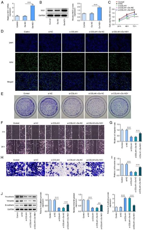 Upregulation Of Nid Reverses The Inhibitory Effect Of Col A Silencing