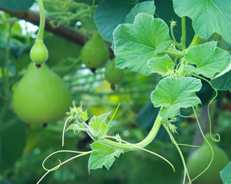 Indian Round Gourd Recipe Tinda — Minute Wonder Ayurveda