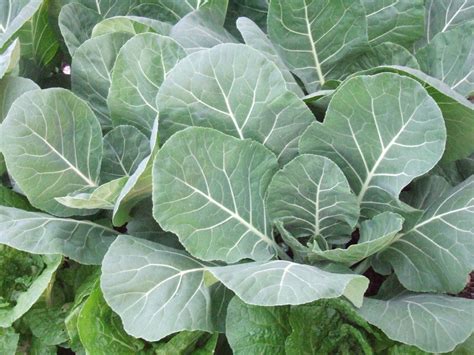 How to Plant and Grow Collard Greens