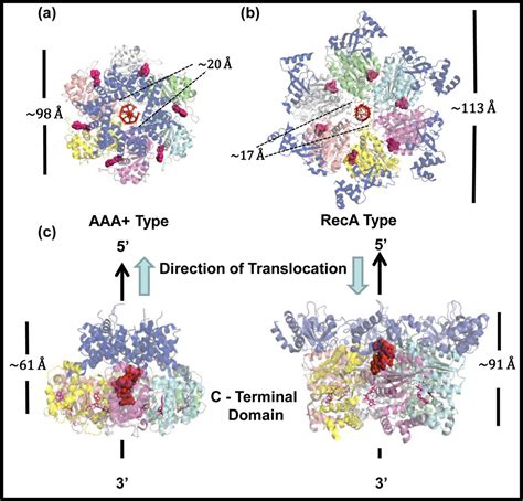 Dynamic Coupling Between The Motors Of Dna Replication Hexameric