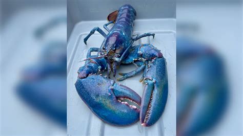 1 In 100 Million ‘cotton Candy Lobster Caught Off New Hampshire Alive