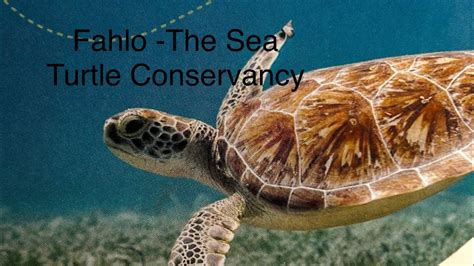 Marvelous Mail Fahlo Sea Turtle Conservancy Tracking A Sea Turtle