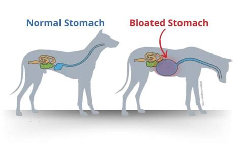 How To Prevent Bloat In German Shepherds 10 Essential Tips Shepherd Sense