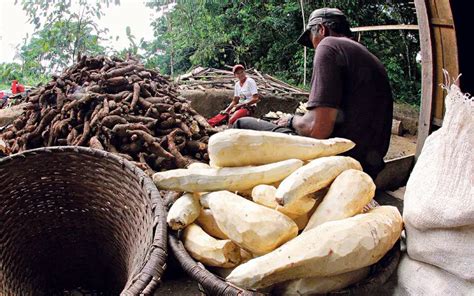 Mandioca Nomes Regionais Mundo Ecologia