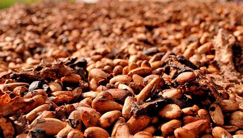 15 Beneficios Y Propiedades Del Cacao. | PlantasYFlores.pro