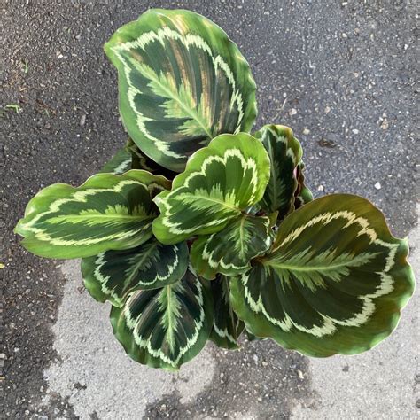 Calathea Roseopicta "Medallion" (6″ Pot) – Tropicals/Houseplants ...