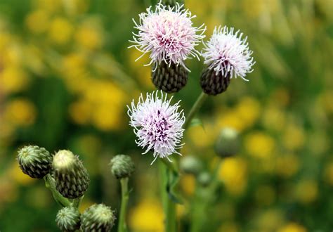 Canada thistle | UMN Extension