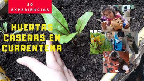 LAS 50 HUERTAS CASERAS MÁS ESPECIALES CREADAS EN CUARENTENA Los niños