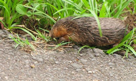 Golden Mole – Bewilderbeast Droppings