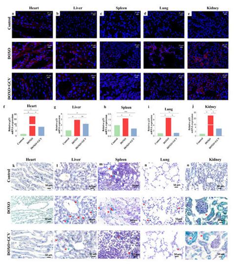 Ijms Free Full Text Generation Of A P21 Reporter Mouse And Its Use To Identify And Eliminate