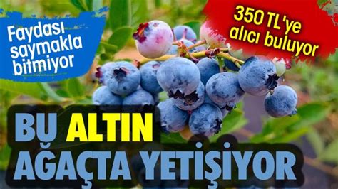 Bu altın ağaçta yetişiyor 350 TL ye alıcı buluyor Faydası saymakla