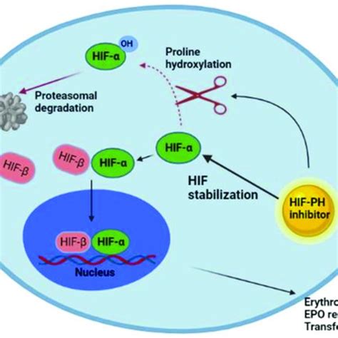 Preferential Inhibitory Effects On Hif And Hif In Hypoxia