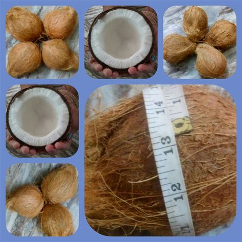 Semi Husked Coconut At Rs 36 00 Kilogram Semi Husked Kobbari In