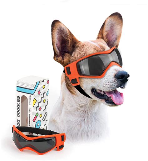 Why Should Dogs Wear Goggles