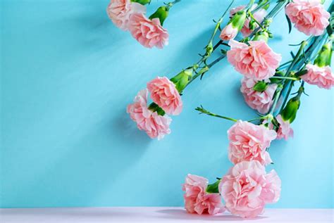 Pink Carnations On A Blue Background Stock Photo Download Image Now